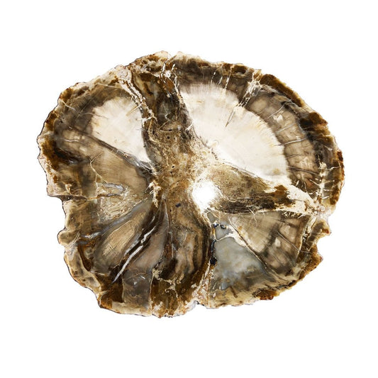 Minerale da collezione in legno fossile – MCBF01