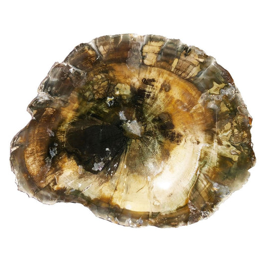 Minerale da collezione in legno fossile – MCBF03