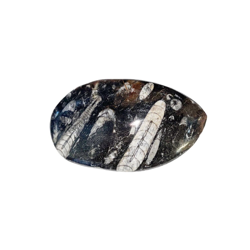 Pietra grezza di orthoceras – taglia 10 à 14 cm