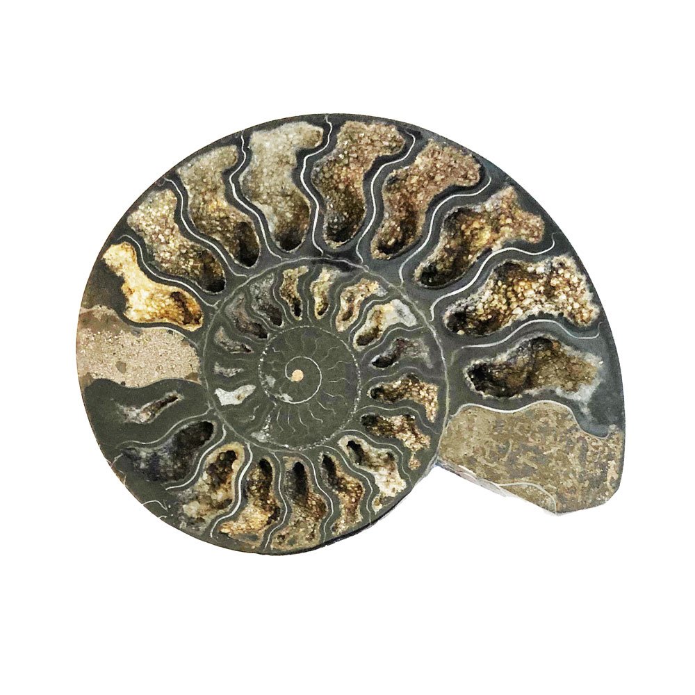 Coppia di Ammoniti 10cm – MCAMI10