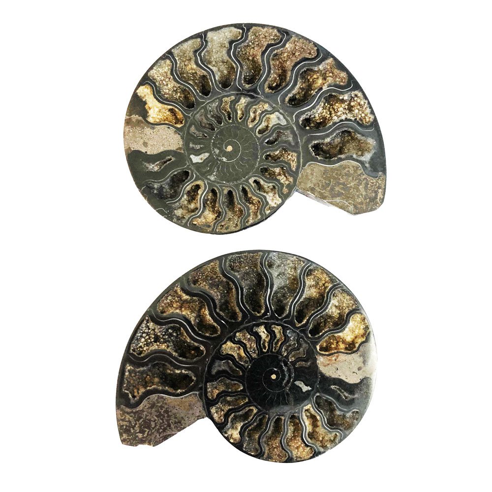 Coppia di Ammoniti 10cm – MCAMI10