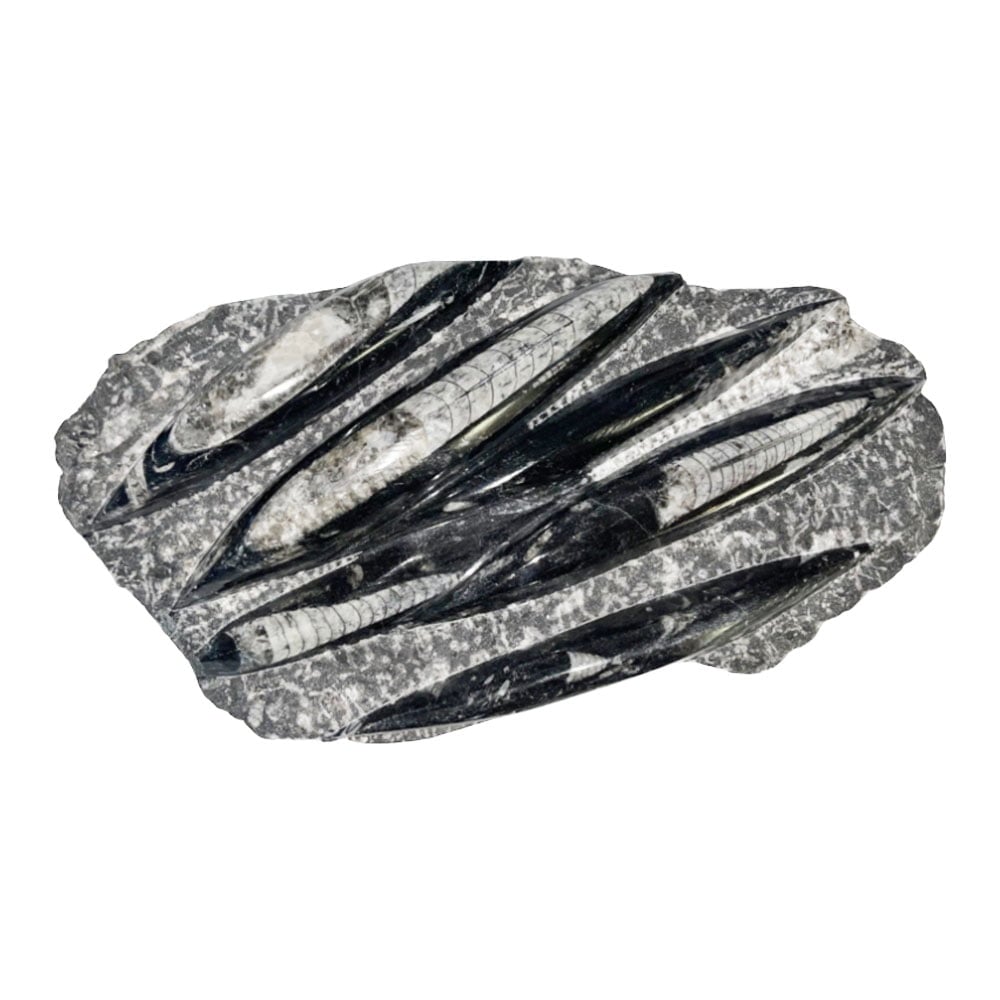 Pietra grezza di orthoceras – Entre 20 e 30 cm