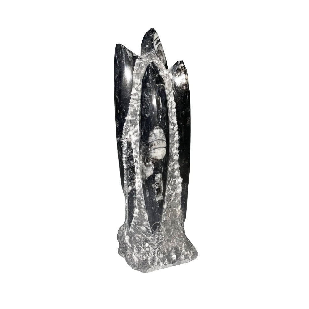 Pietra grezza di orthoceras – Entre 20 e 25 cm