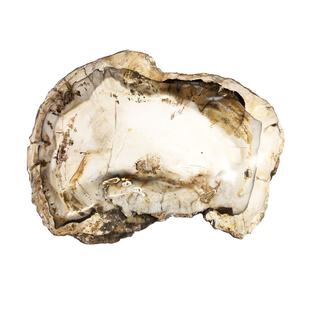 Legno Fossile – MCBF04