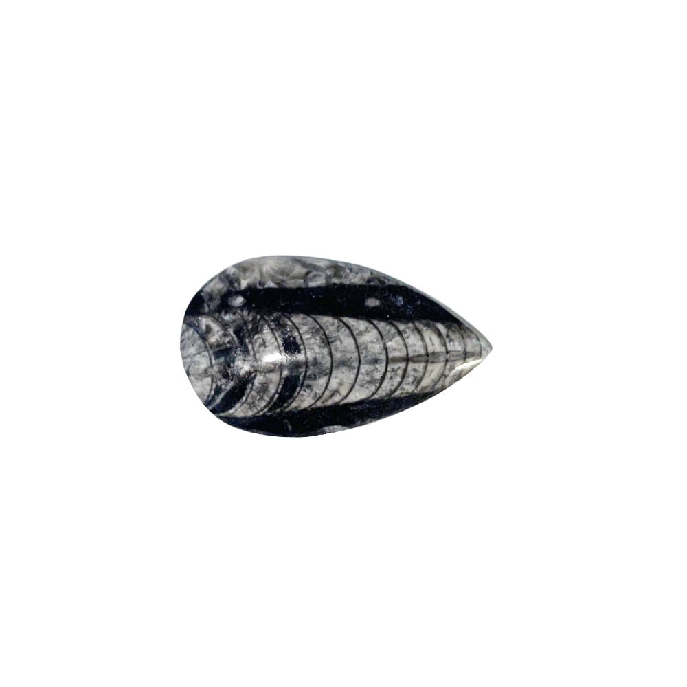 Orthoceras – Pietra grezza – Dimensioni da 6 a 10 cm