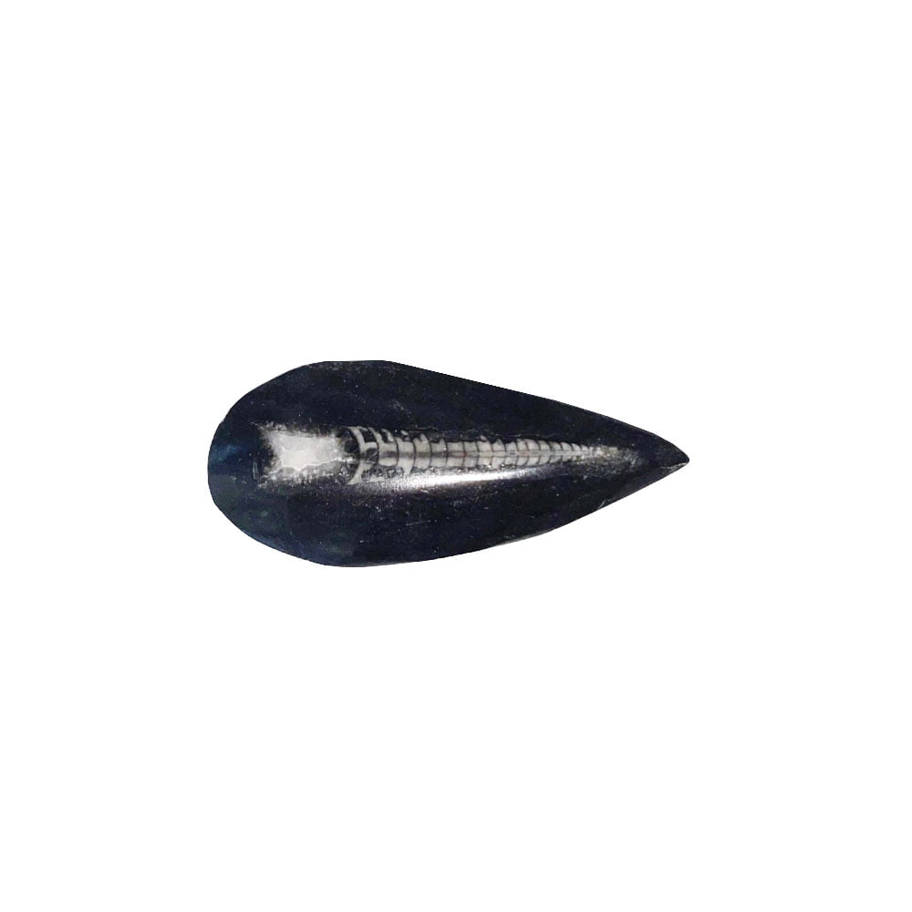 Orthoceras – Pietra grezza – Dimensioni da 6 a 10 cm