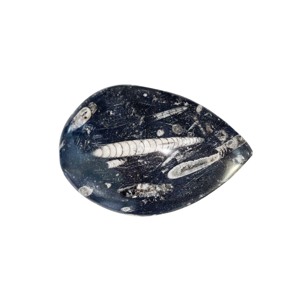Orthoceras – Pietra grezza – Dimensioni da 10 a 14 cm