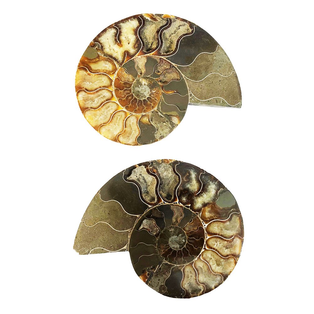 Coppia di Ammoniti 14cm – MCAMI14