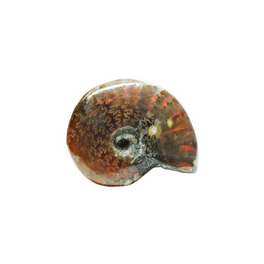 Ammolite