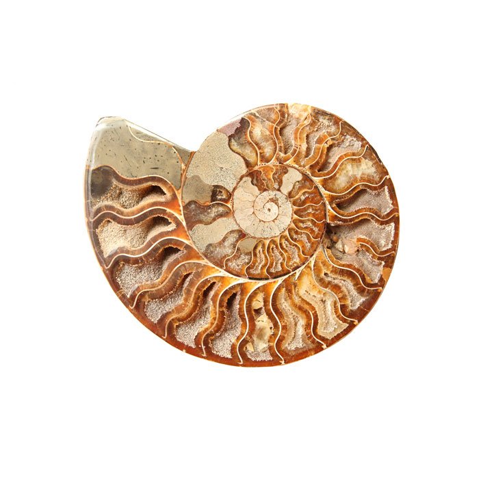 Ammonite