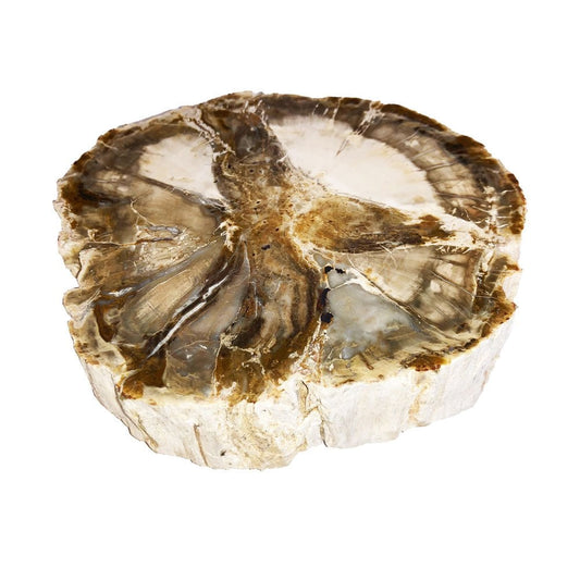 Minerale da collezione in legno fossile – MCBF01