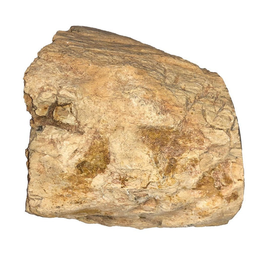 Minerale da collezione in legno fossile – MCBF05