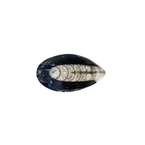 Pietra grezza di orthoceras – taglia 6 à 10 cm