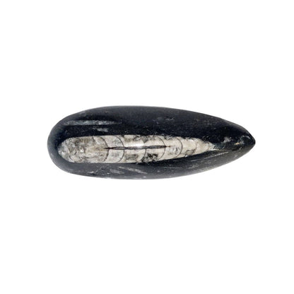 Pietra grezza di orthoceras – taglia 10 à 14 cm