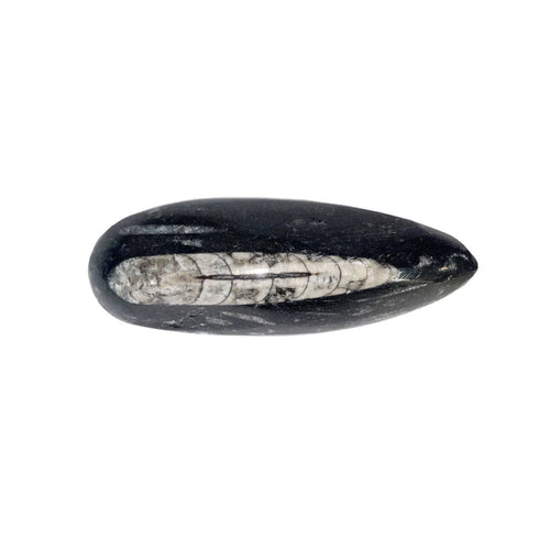 Pietra grezza di orthoceras – taglia 10 à 14 cm