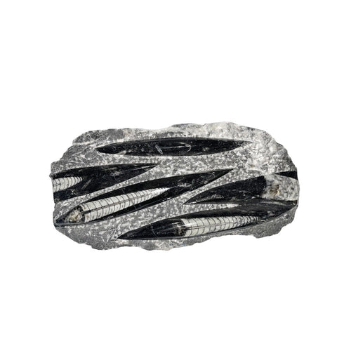 Pietra grezza di orthoceras – Env. 20 cm