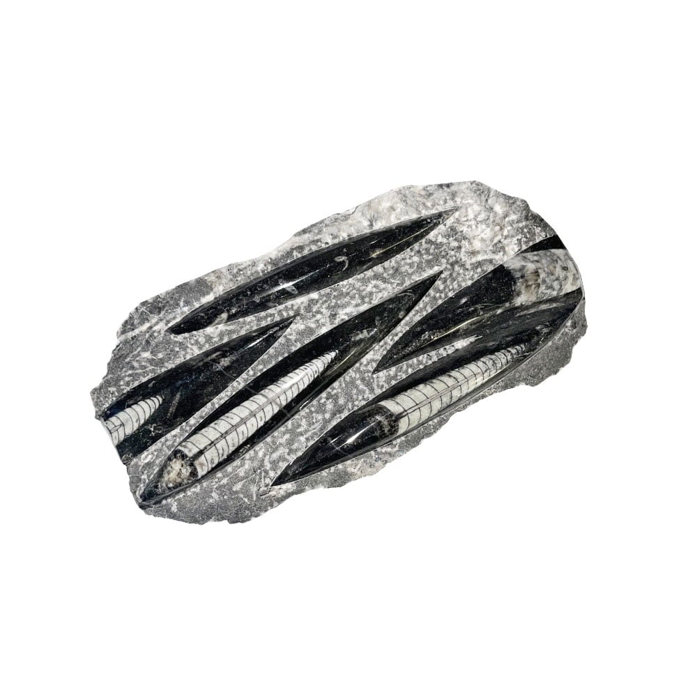 Pietra grezza di orthoceras – Env. 20 cm