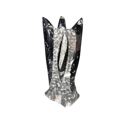 Pietra grezza di orthoceras – Entre 20 e 25 cm