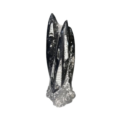 Pietra grezza di orthoceras – Entre 20 e 25 cm