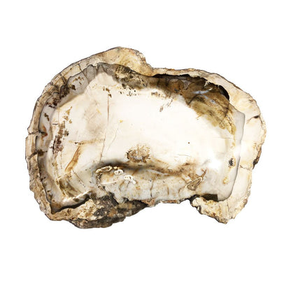 Legno Fossile – MCBF04