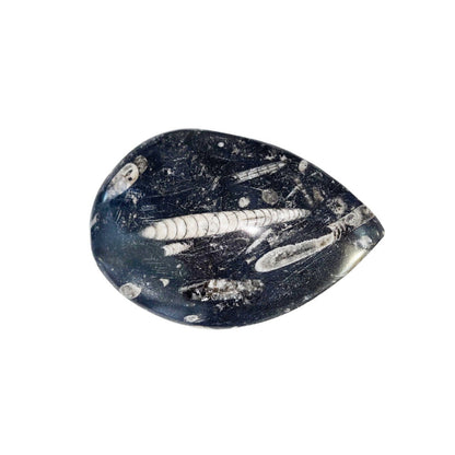 Orthoceras – Pietra grezza – Dimensioni da 10 a 14 cm