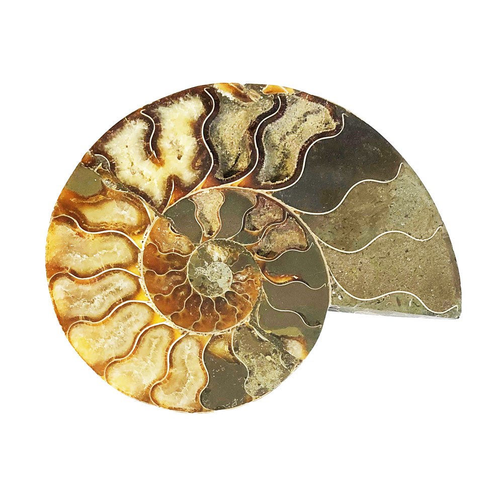 Coppia di Ammoniti 14cm – MCAMI14